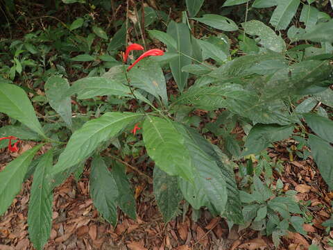 Image of Ruellia fulgens (Bremek.) E. A. Tripp