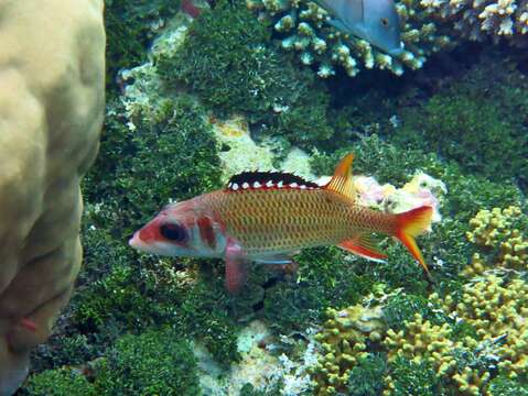 Image of Blackfin Squirrelfish