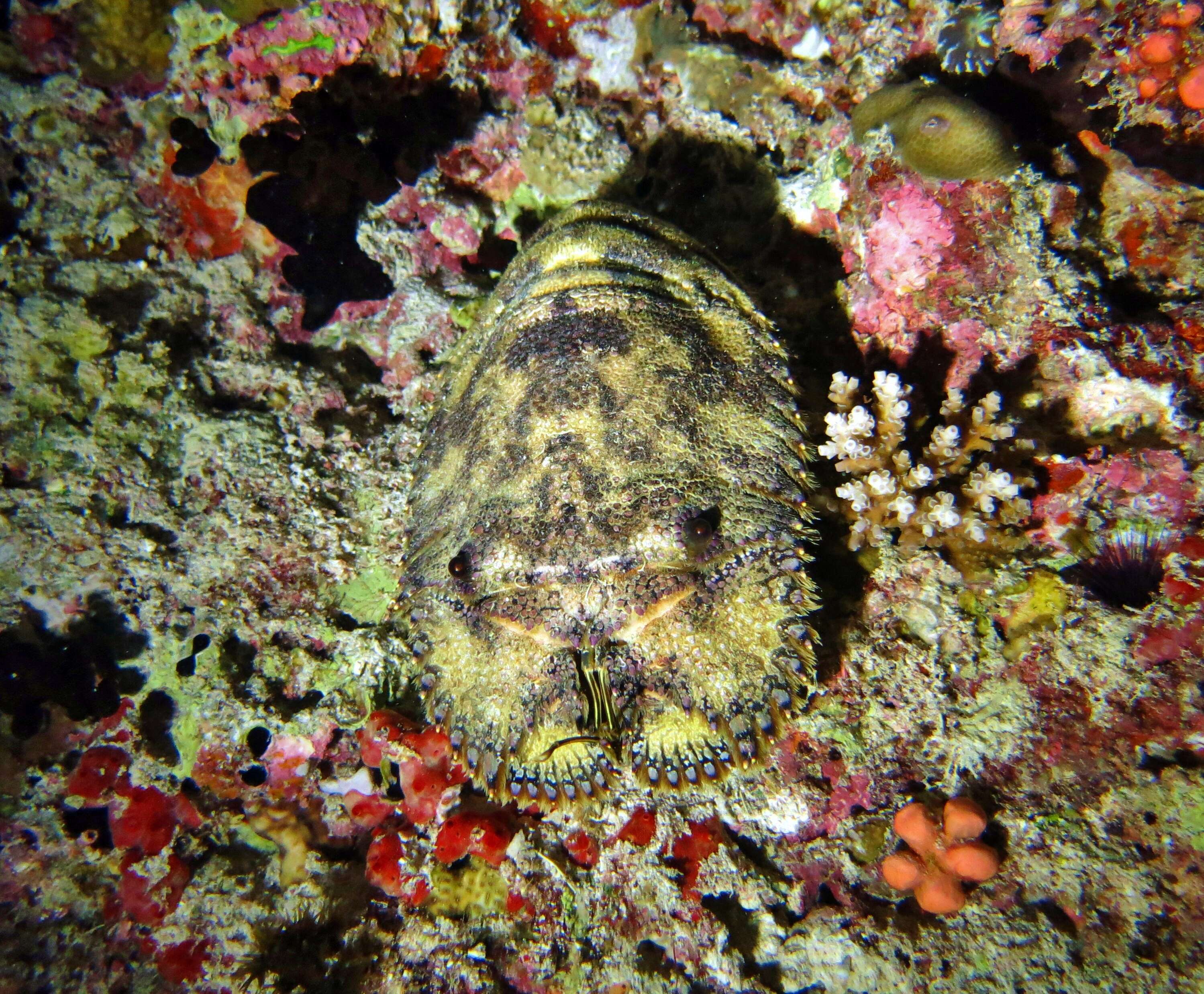 Image of Sculptured Mitten Lobster