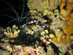 Image of Banded Coral Shrimp