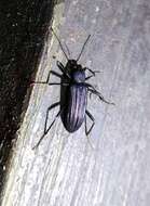 Image of Darkling beetle