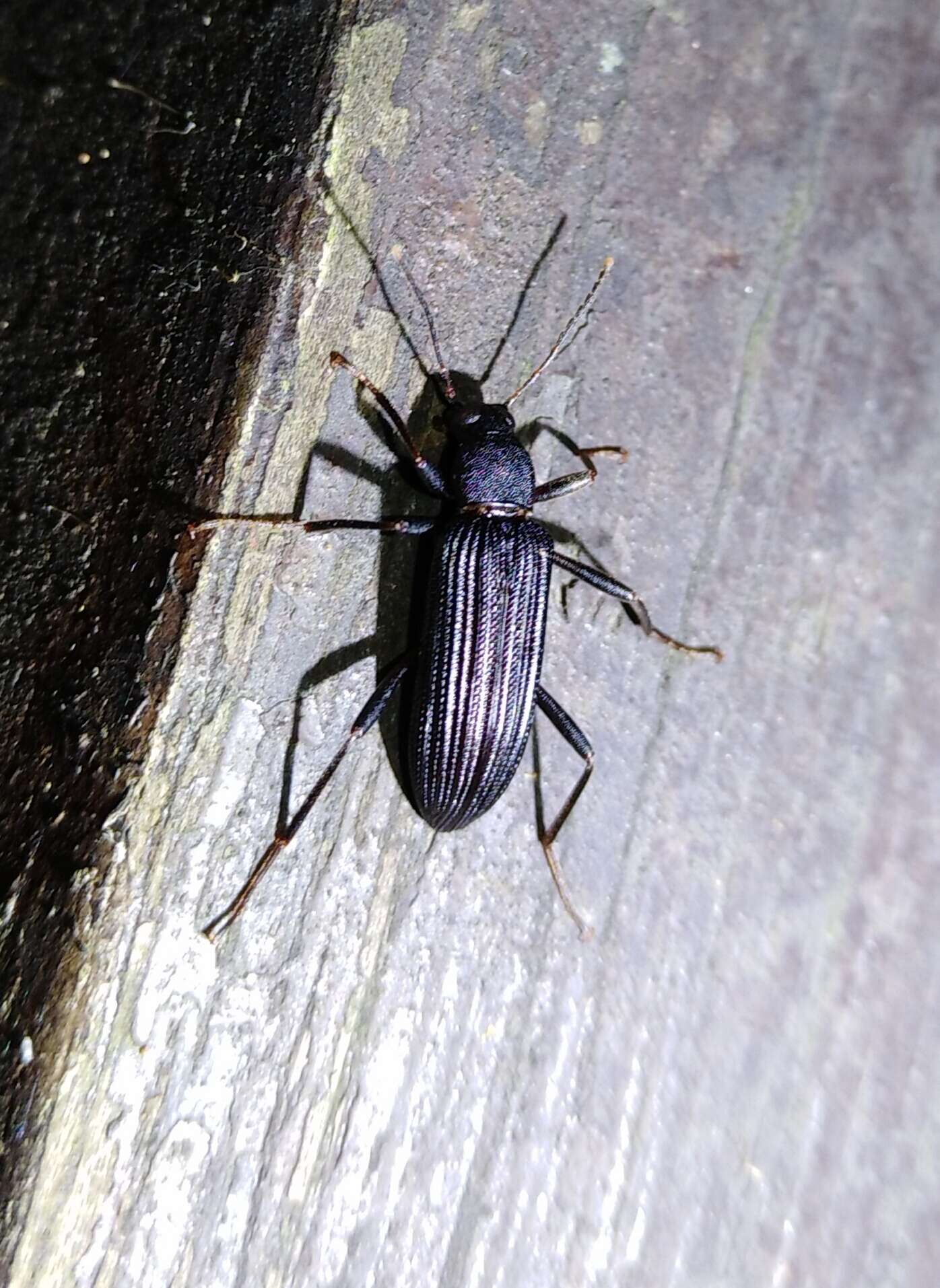 Image of Darkling beetle