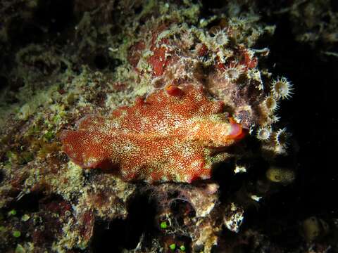 Image of white and purple flatworm