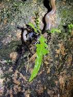 Image of Tonkin Mountain Keelback