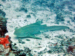 Image of zebra sharks