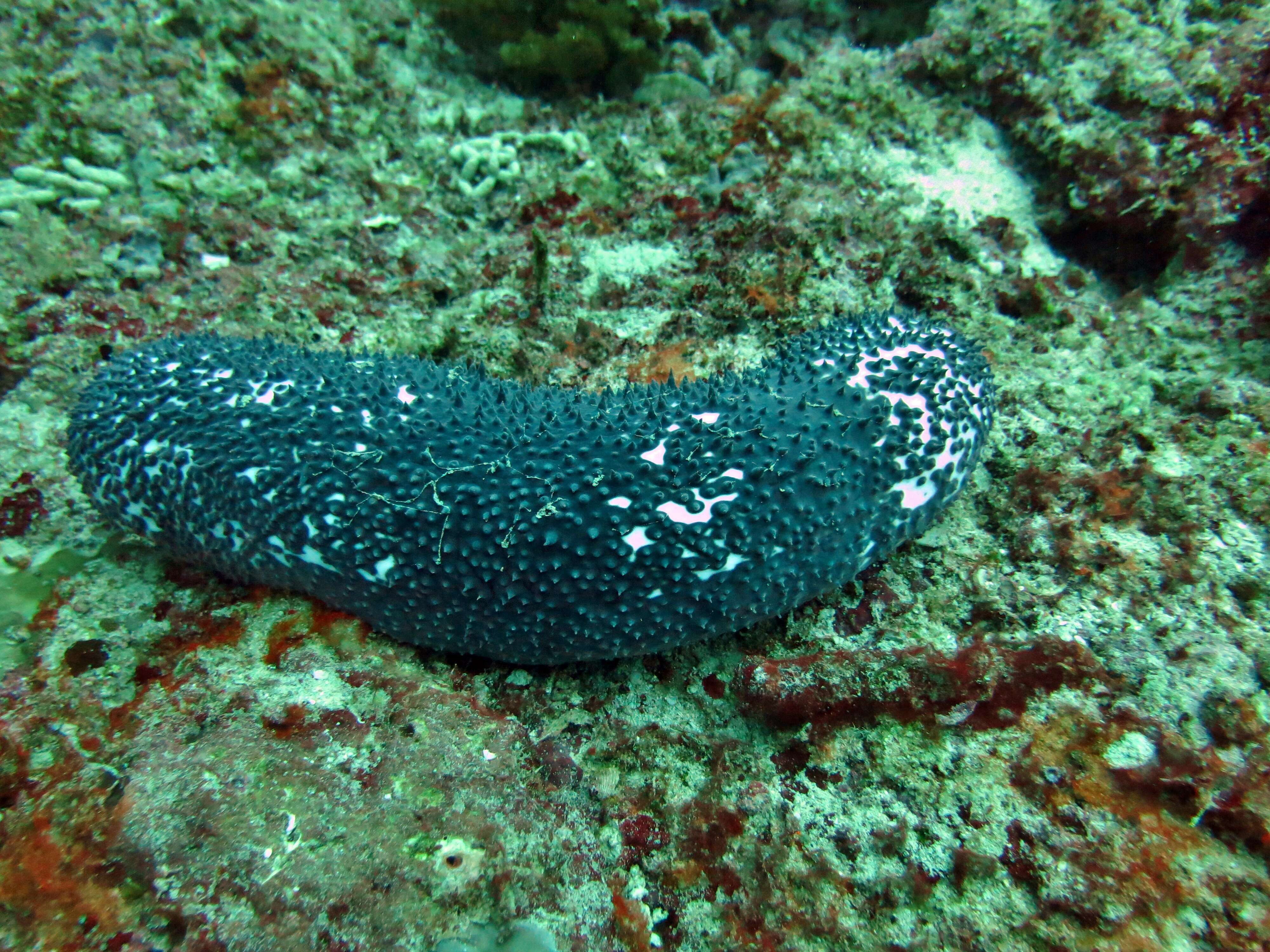 Image of Blue Sea Cucumber