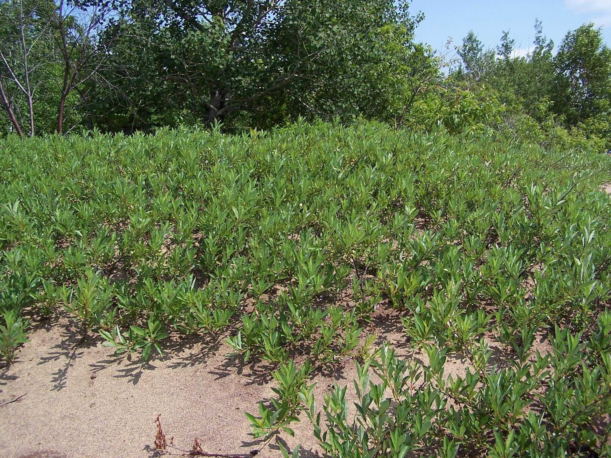 Image of <i>Prunus pumila</i> var. <i>depressa</i>