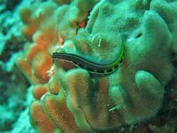 Image of Midas coralblenny