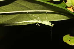 صورة Sinomantis denticulata Beier 1933