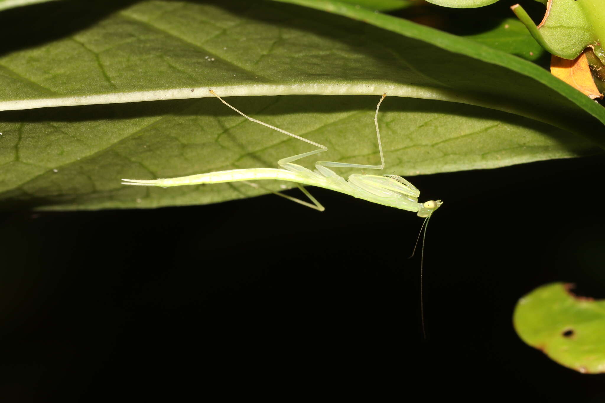 Imagem de Sinomantis denticulata Beier 1933