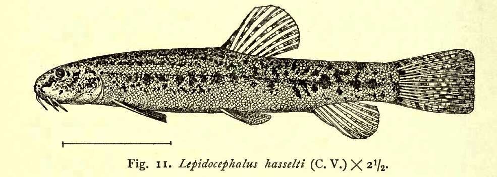 Image of Lepidocephalichthys