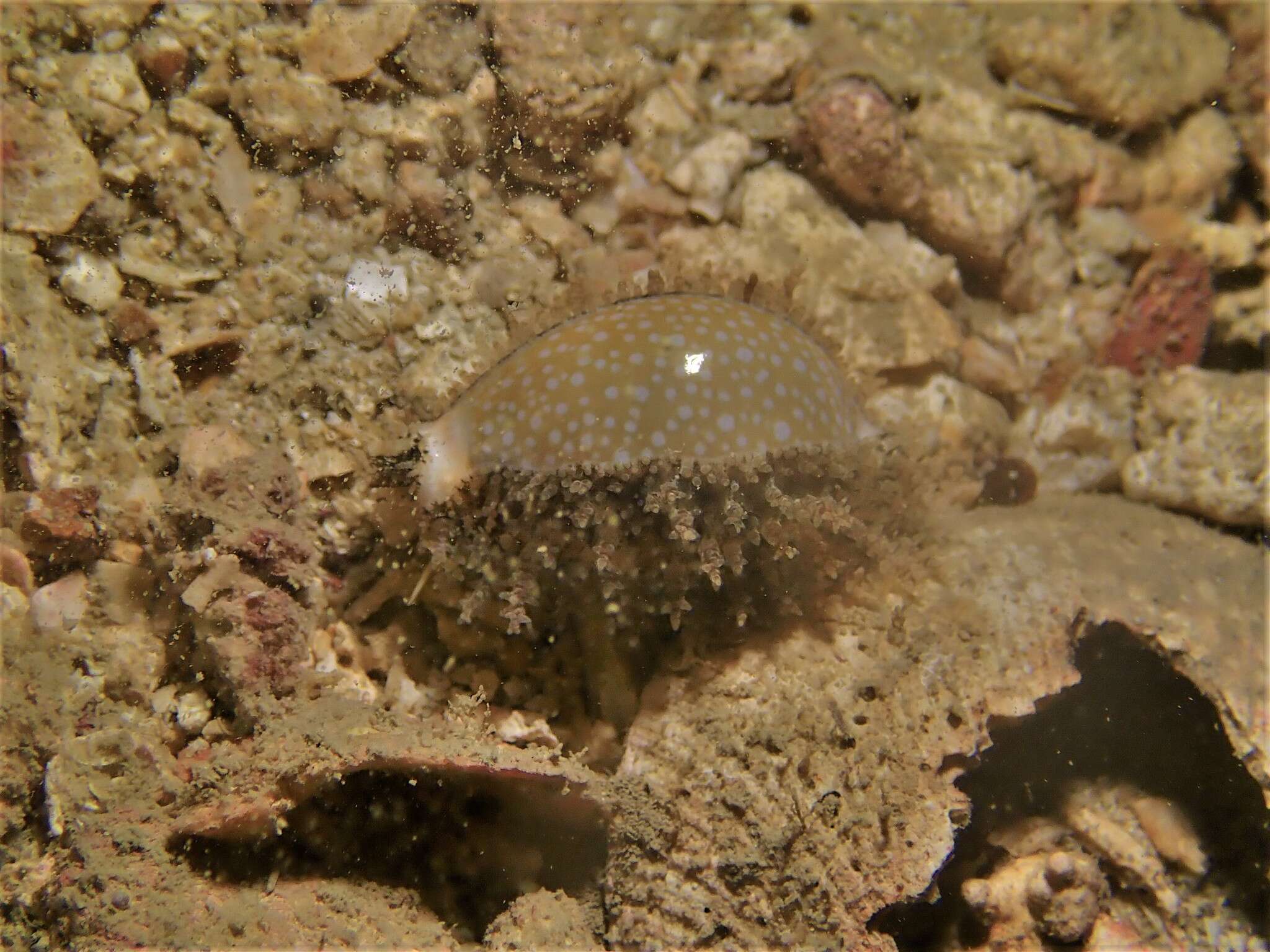 Image of Fuzzy cowrie shell