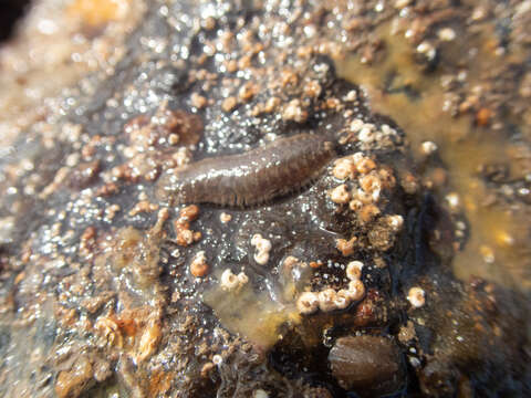 Image of Harmothoe impar (Johnston 1839)