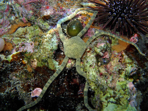 Image of Burrowing urchin