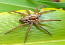 Image of Dolomedes minor L. Koch 1876