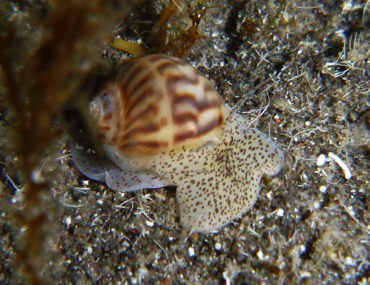 Image of Notocochlis gualteriana