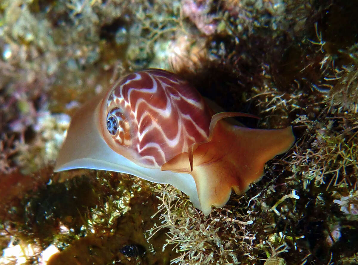 Imagem de Tectonatica violacea (G. B. Sowerby I 1825)