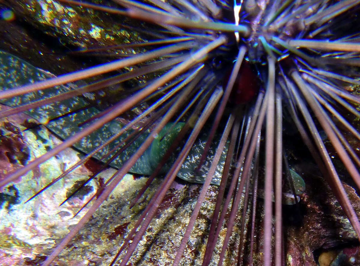 Image of Banded diadem urchin