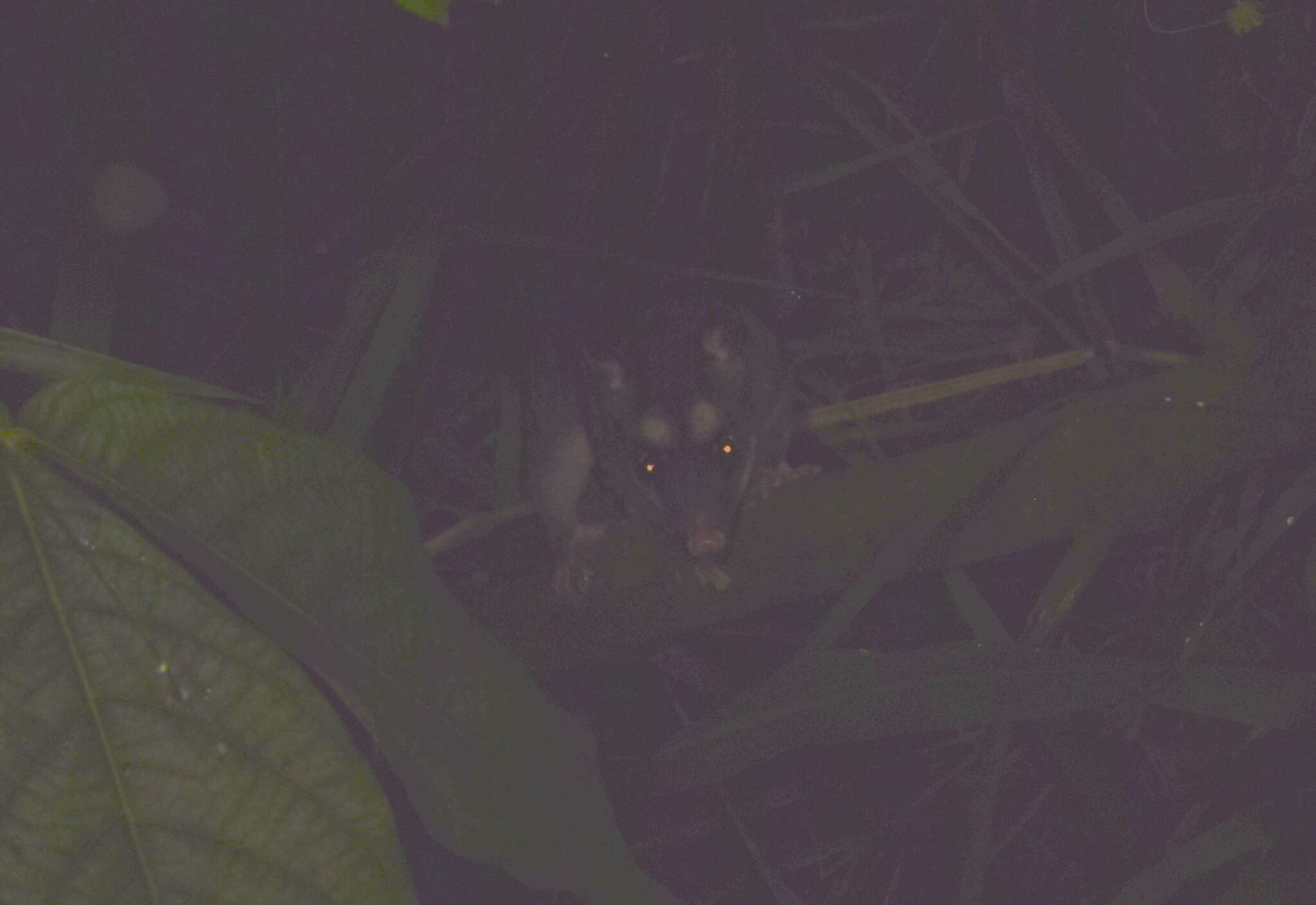 Image of Philander opossum melanurus (Thomas 1899)