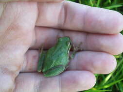 Image of Northern Pacific Treefrog