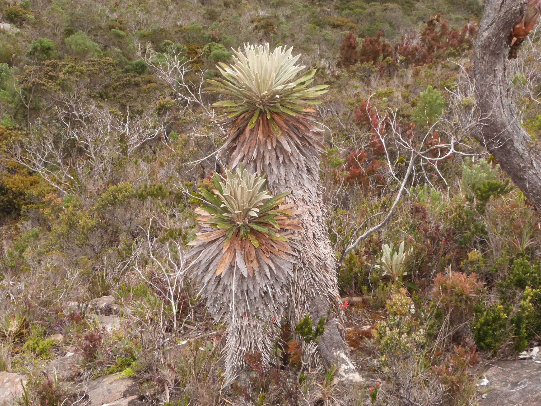 Imagem de Espeletiopsis jimenez-quesadae (Cuatrec.) J. Cuatrec.