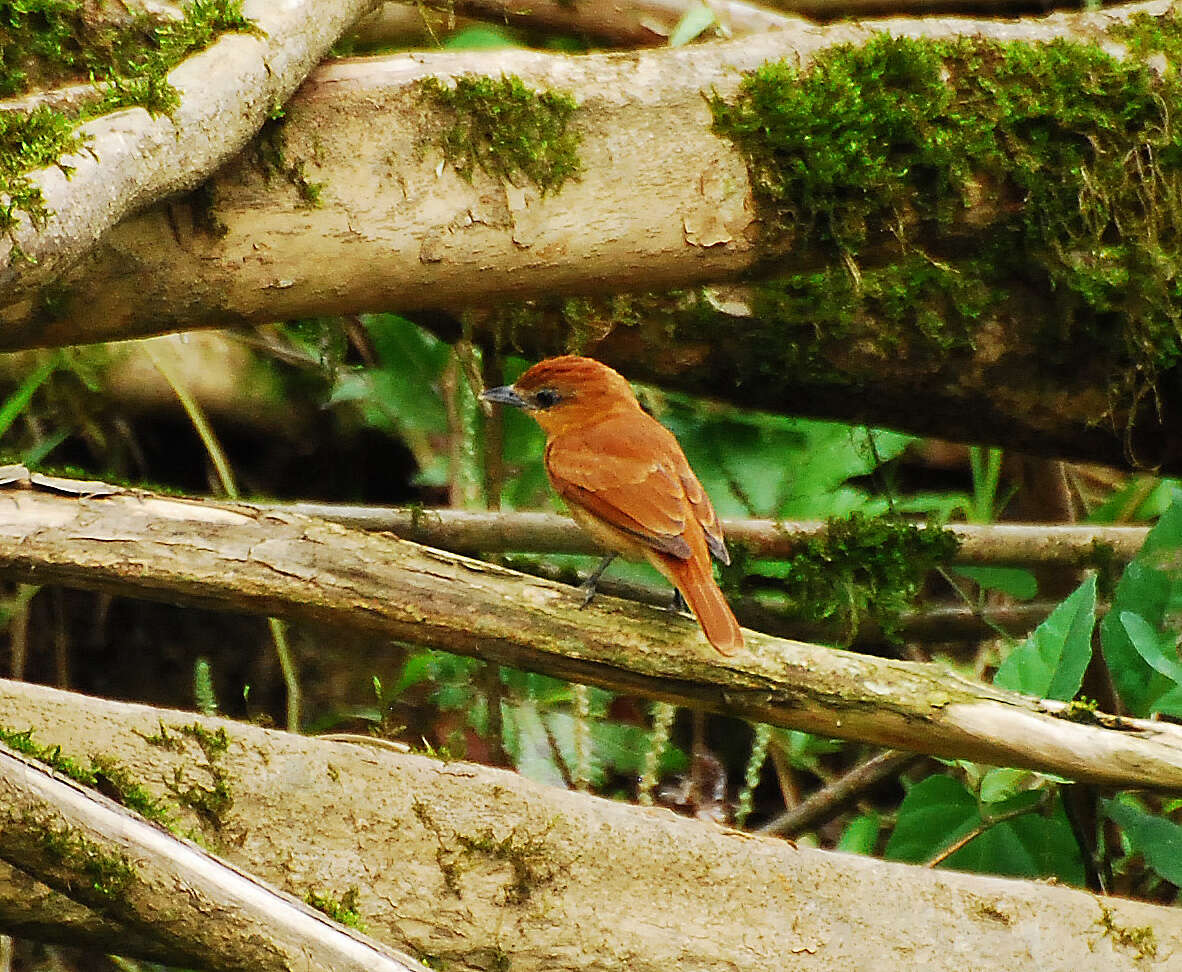 Plancia ëd Pachyramphus cinnamomeus Lawrence 1861