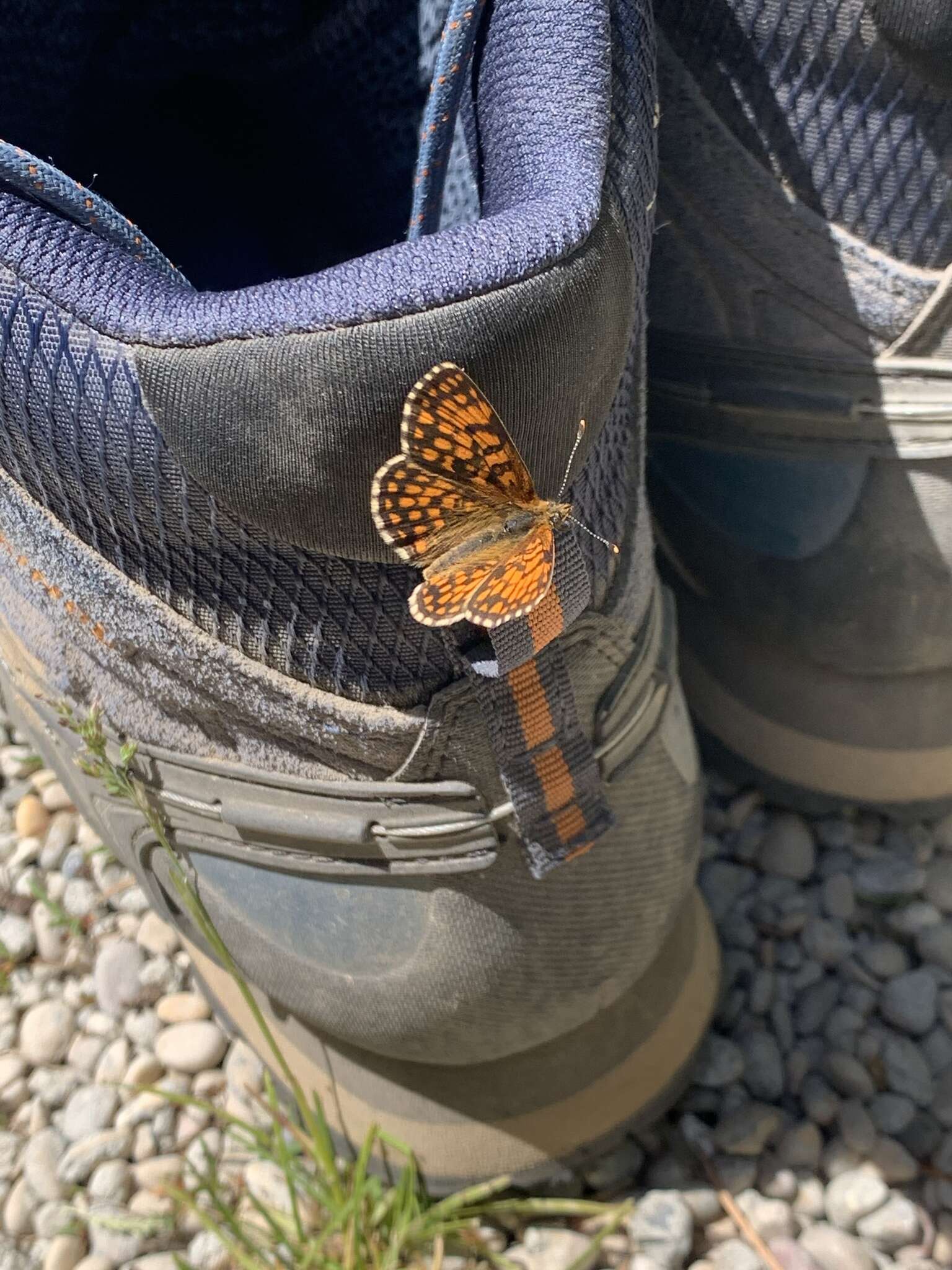 Imagem de <i>Melitaea parthenoides</i>