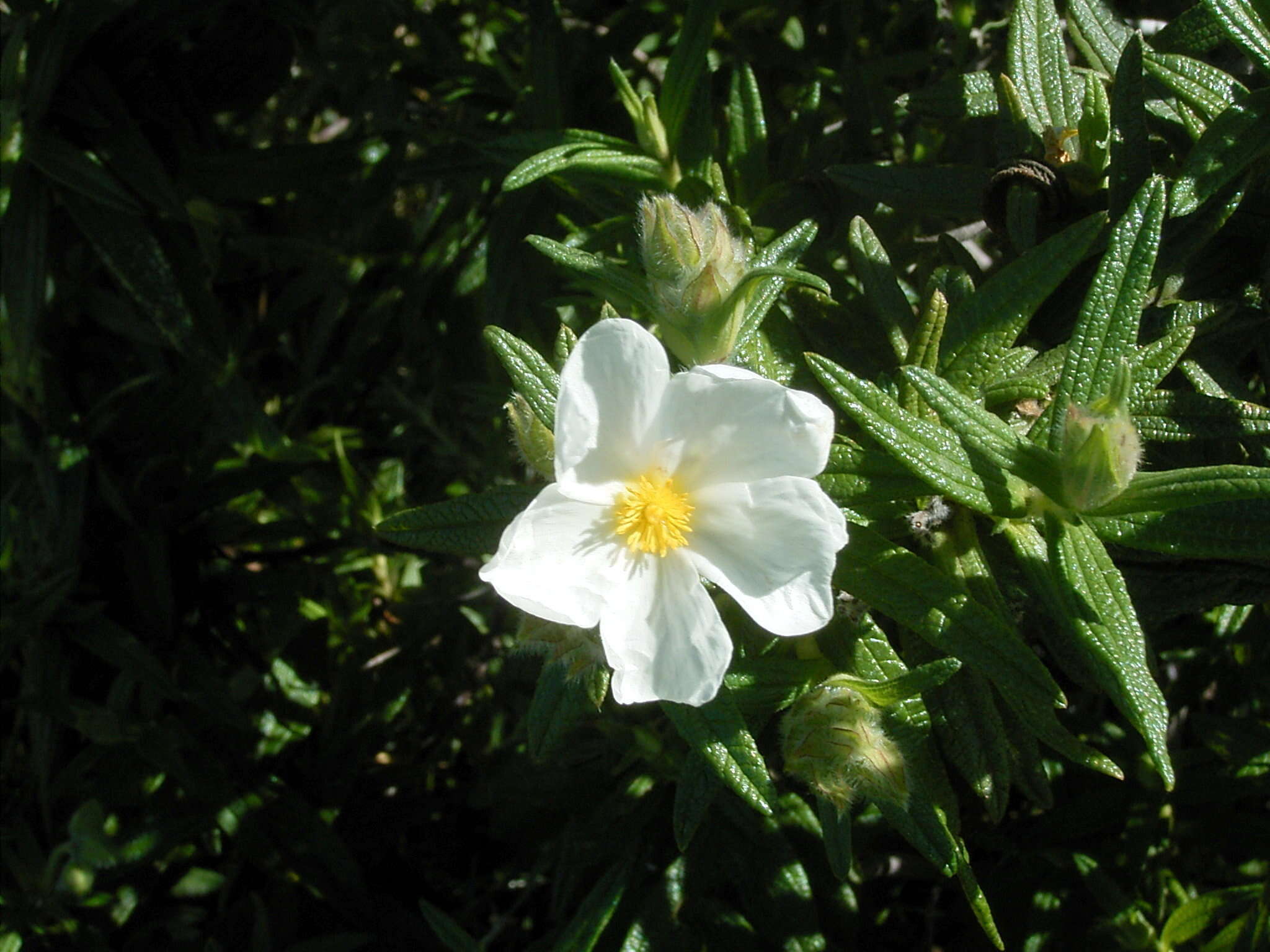 Imagem de Cistus monspeliensis L.