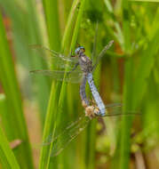 Слика од Orthetrum coerulescens (Fabricius 1798)