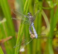 Слика од Orthetrum coerulescens (Fabricius 1798)