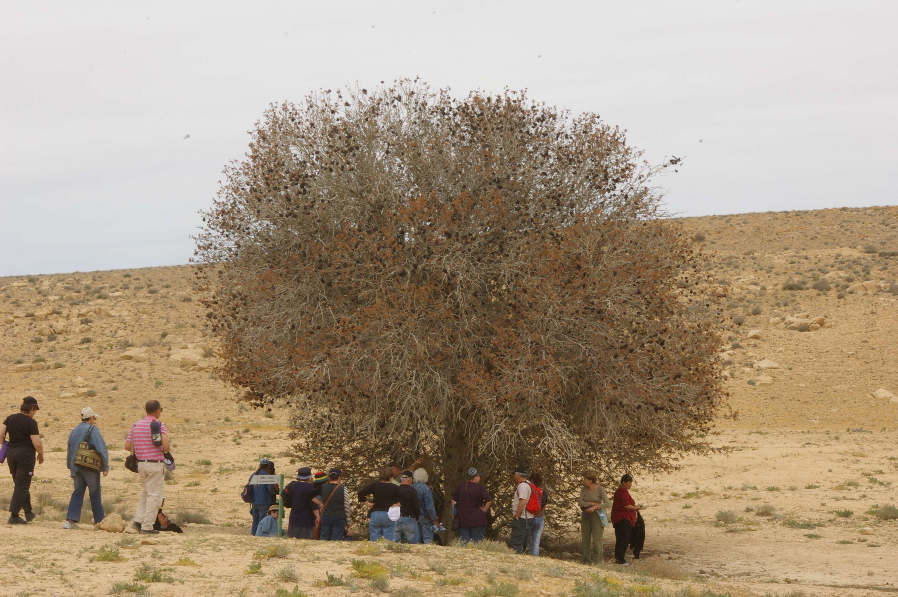 Image of Mt. Atlas mastic tree