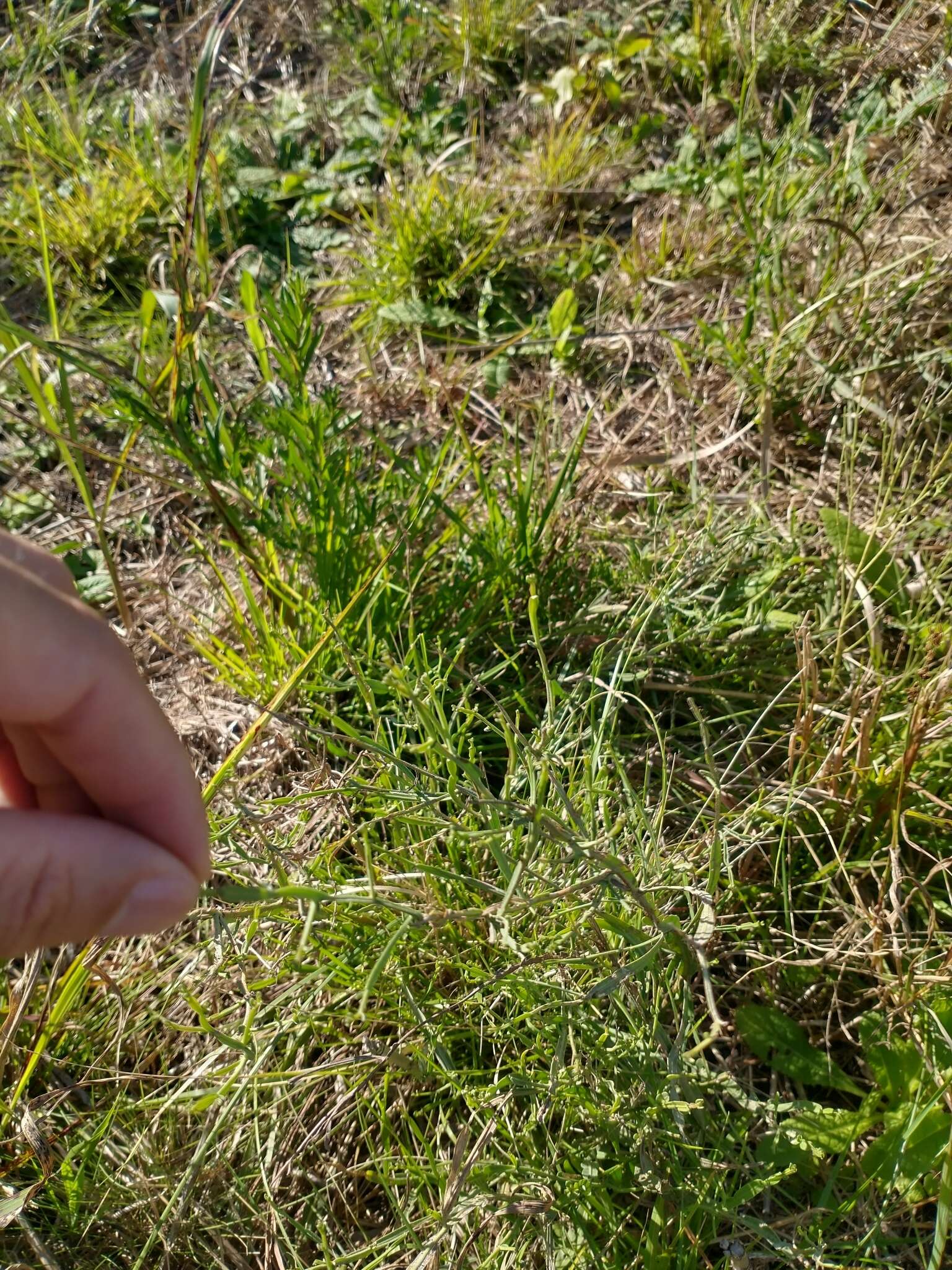 Image of Baccharis articulata (Lam.) Pers.