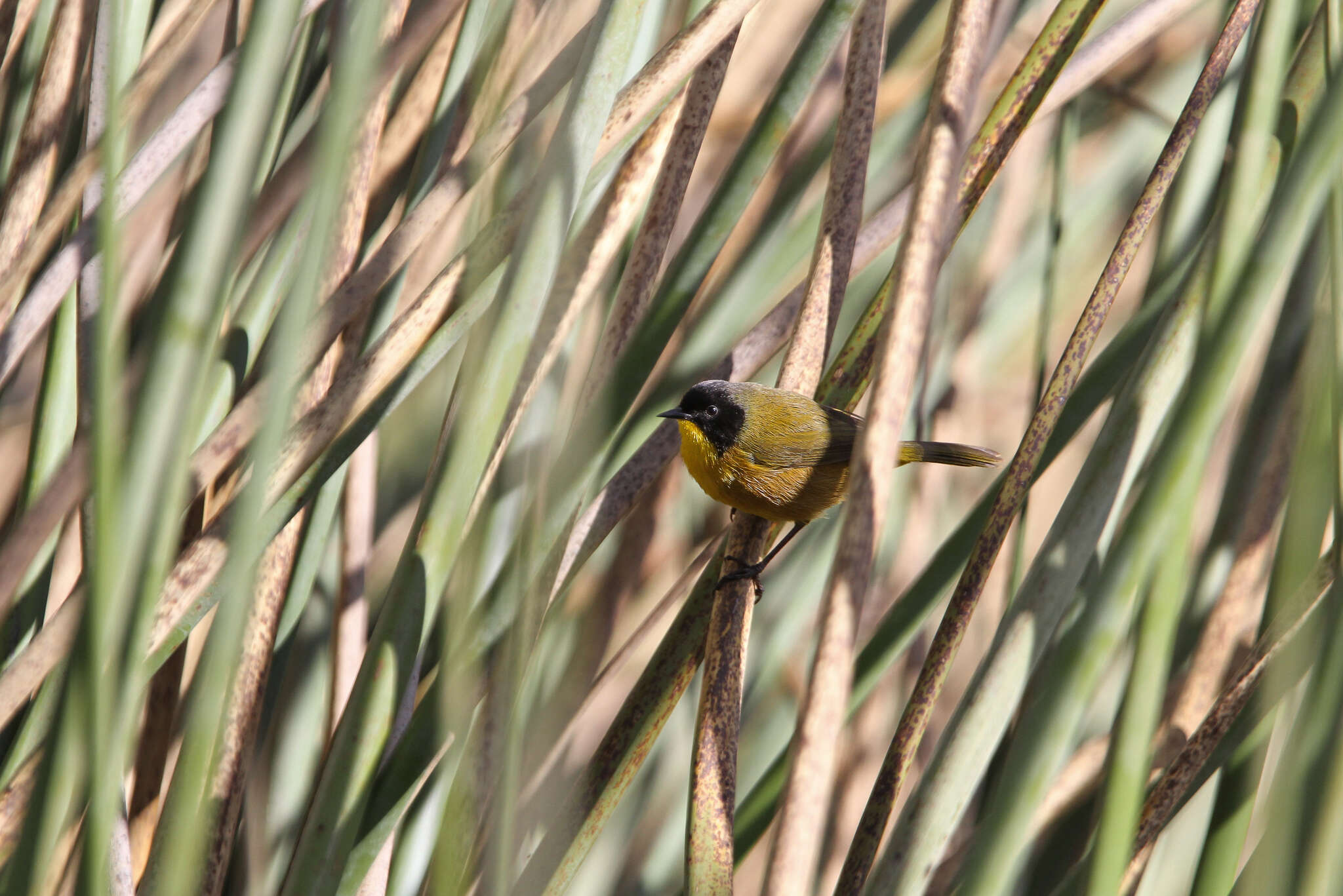 Image of black polled yellowthroat