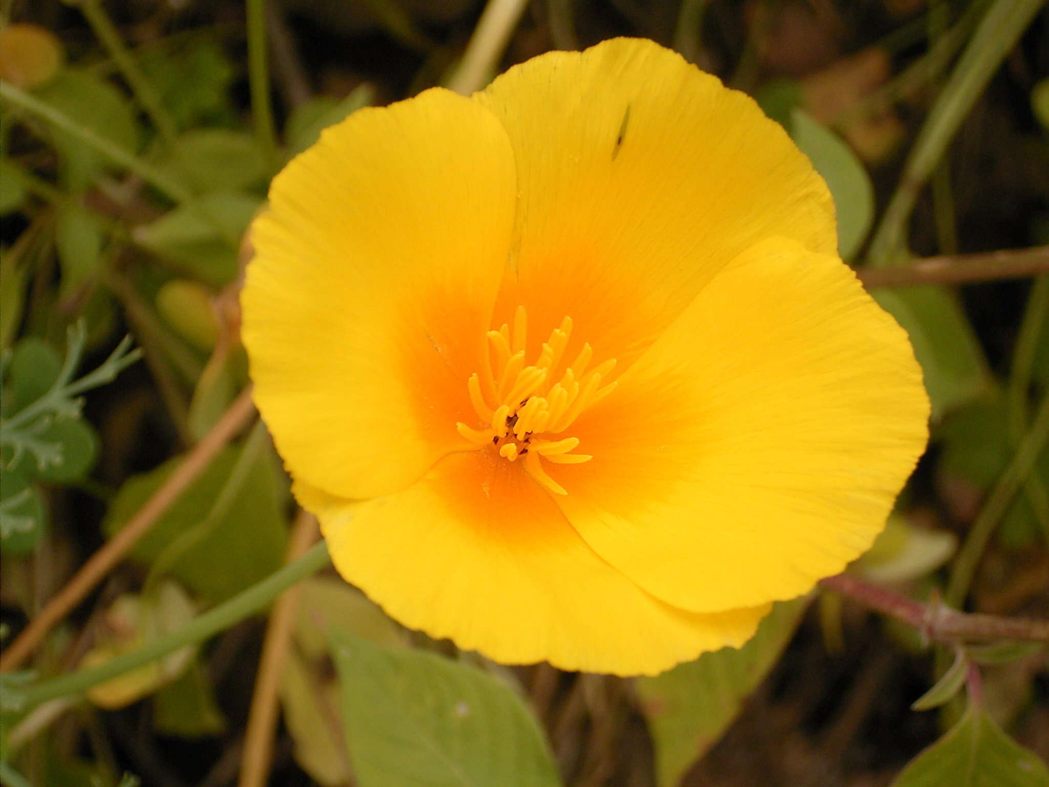 Image of California poppy