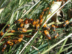 Image of Large Milkweed Bug