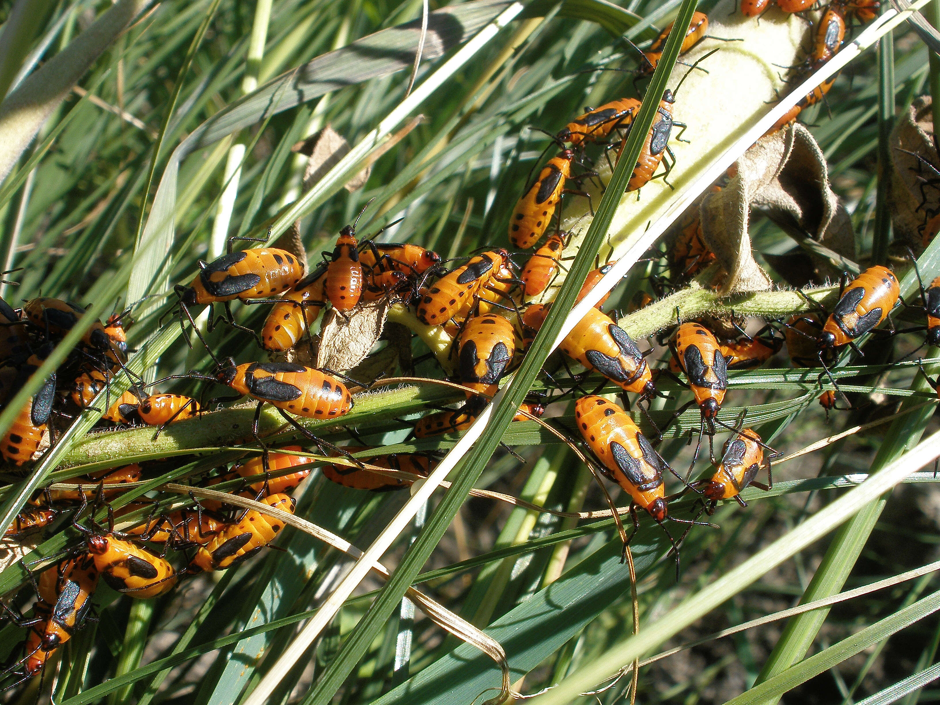 Image of Large Milkweed Bug