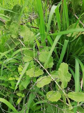 Image of Hyperbaena ilicifolia Standl.