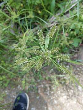 Слика од Cyperus cyperoides (L.) Kuntze