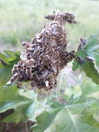 Image of Gaesischia exul Michener, La Berge & Moure 1955