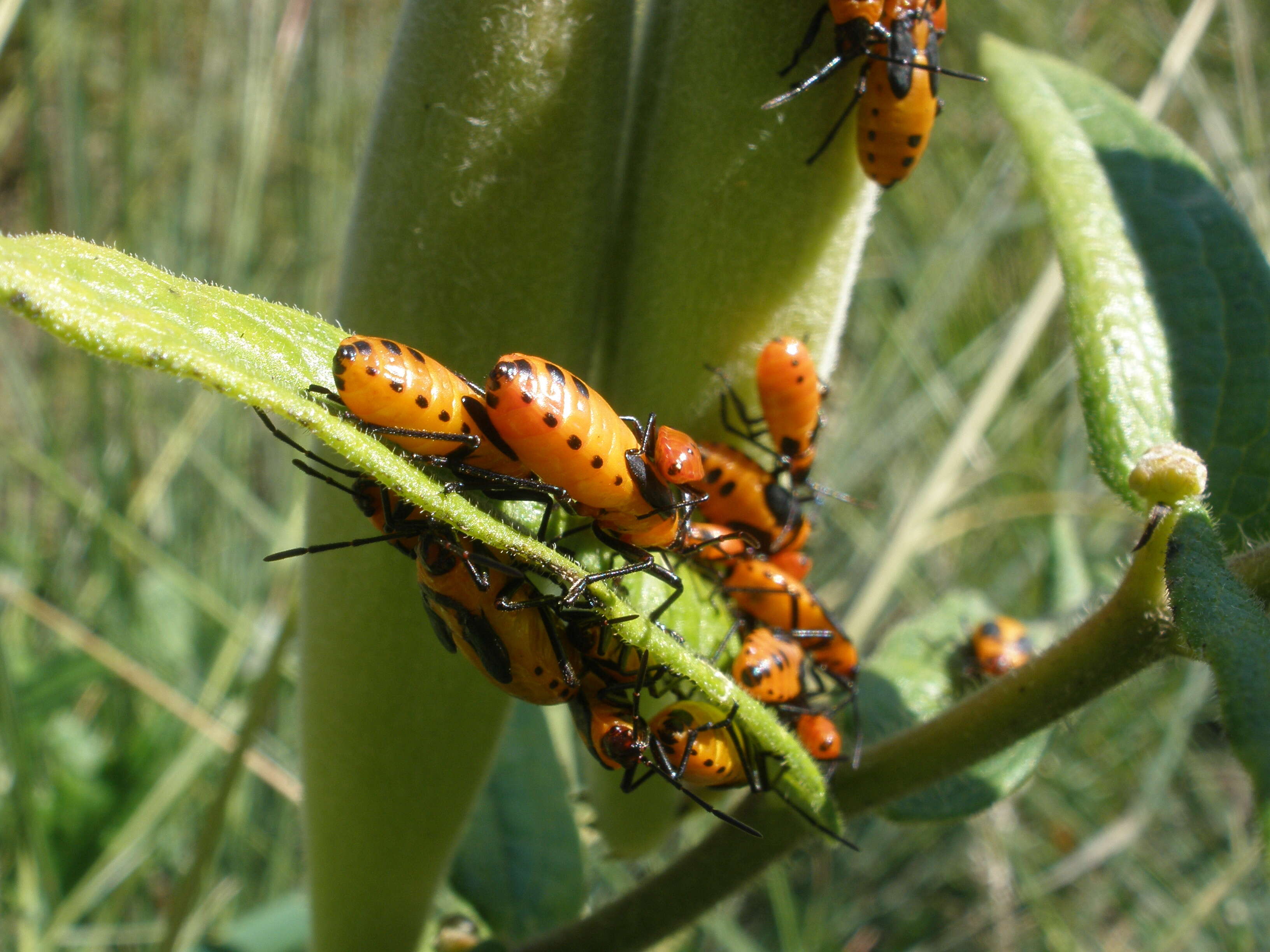 Image of Large Milkweed Bug