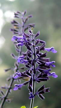 Image de Salvia concolor Lamb. ex Benth.