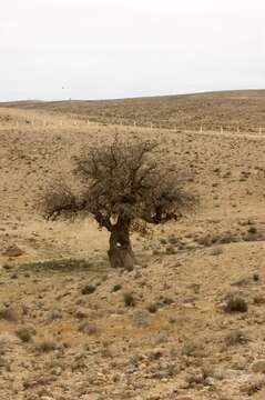 Image of Mt. Atlas mastic tree