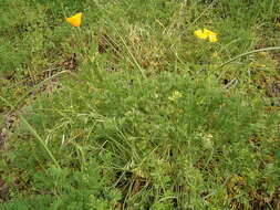 Image of California poppy