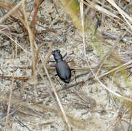 Image of Autumn Tiger Beetle