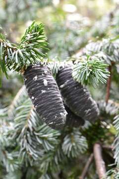 Image de Abies nephrolepis (Trautv. ex Maxim.) Maxim.