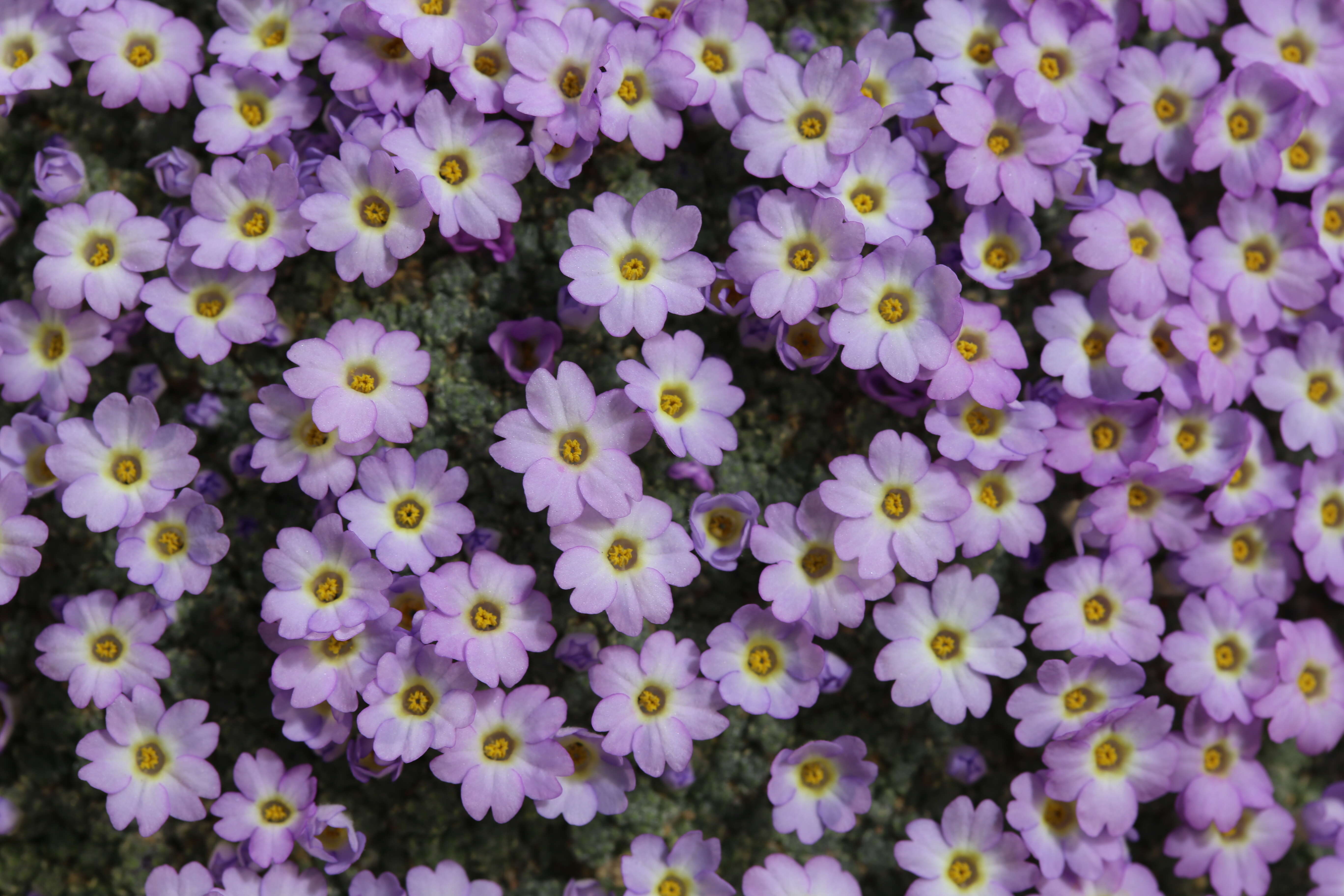 Image of Dionysia