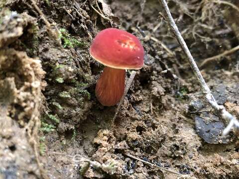 Hortiboletus rubellus (Krombh.) Simonini, Vizzini & Gelardi 2015 resmi