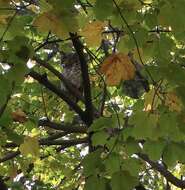 Image of Great Horned Owl