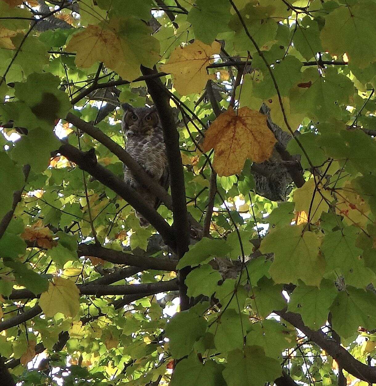 Image of Great Horned Owl