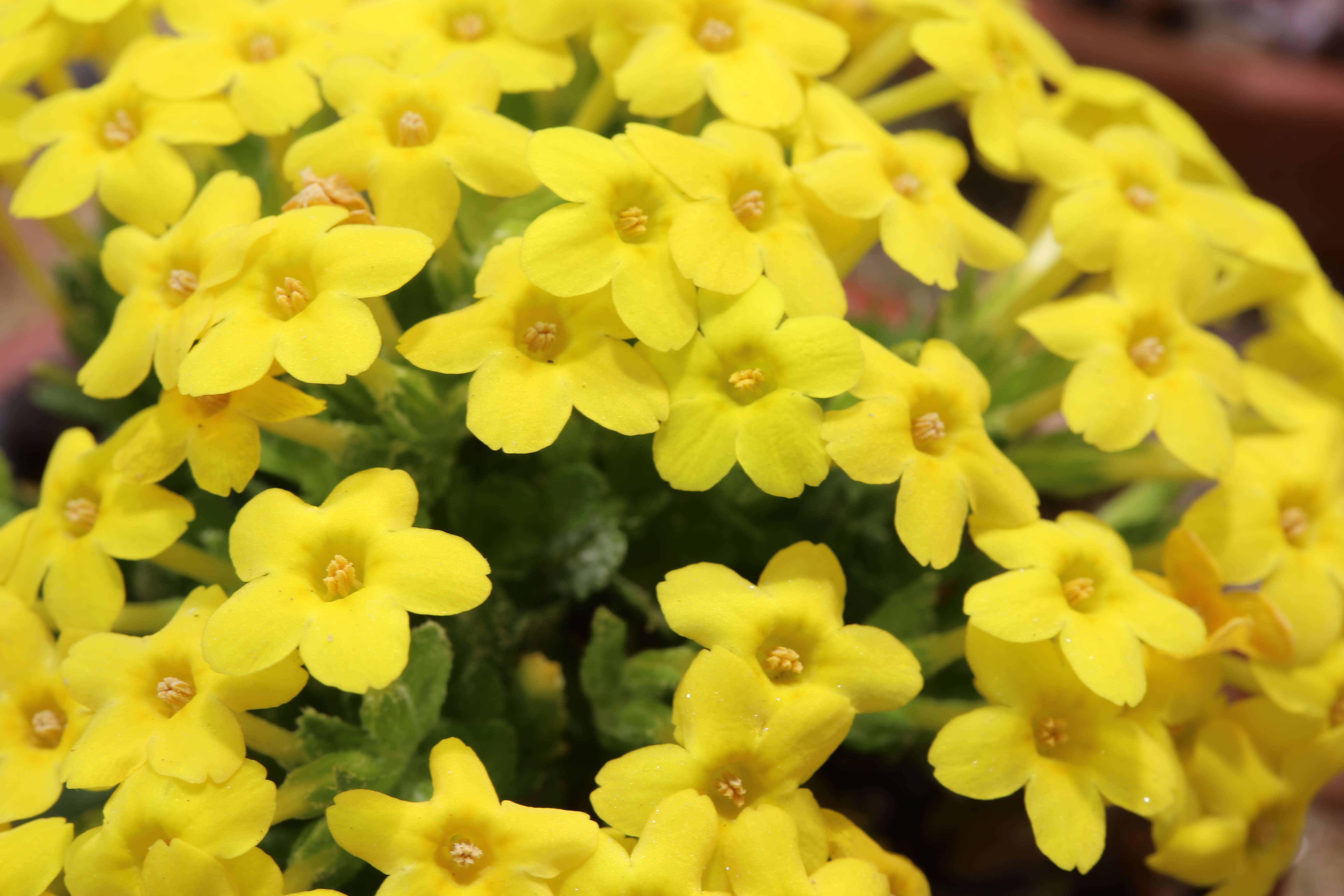 Image of Dionysia